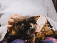 Kot wybiera kanapę zamiast twoich kolan? To może być istotny sygnał