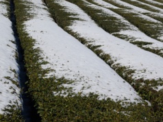 W części kraju śniegu nie wystarczy. Ryzyko dla gleb i upraw
