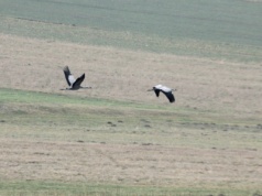 Pojawienie się tych ptaków zwiastuje wiosnę. Kiedy do nas przylecą?