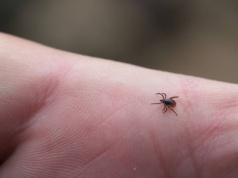 Ekspert o komarach i kleszczach. Mówi, czy sroga zima je zniszczy