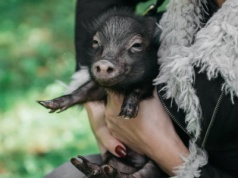 „Skąd się biorą parówki?