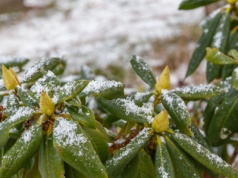 Dlaczego rododendron usycha zimą?