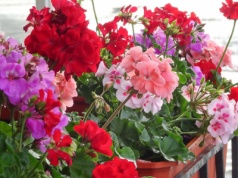 Luty to moment prawdy dla pelargonii. Jeden błąd i rośliny są do wyrzucenia