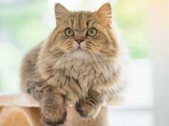 Ponad 50 kotów na 41 metrach kwadratowych. Wolontariuszka miała łzy w oczach. "Legalna hodowla z pozytywną opinią"