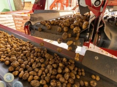 Ziemniaki obrodziły, ale problemów przybyło. Co dalej z uprawą?