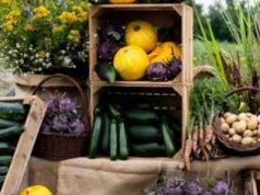 Wrocławska Farma Miejska na Swojczycach kończy dwa lata. Została powiększona o kolejny hektar!