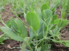 Dużo nowych odmian roślin pastewnych i soi w 2026 r. W tym groch ozimy