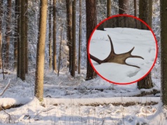 Leśnicy pokazali wyjątkowe znalezisko. 