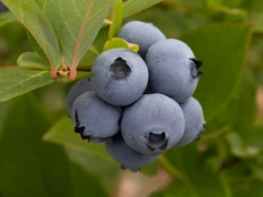 Spotkanie plantatorów borówki przed sezonem. Jakie wyzwania postawi przed branżą rok 2026?