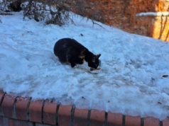 Grudziądz pomaga na cztery łapy! Wolnożyjące koty dostają budki i jedzenie