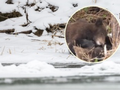 Leśnicy z Bieszczad pokazali niezwykłe nagranie. 