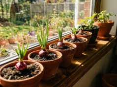 Cebula nie potrzebuje grządki. Metoda z donicą zaskakuje. Mało miejsca, a plon konkretny