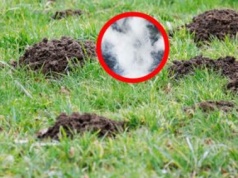 Uformuj kulkę i wrzuć do kopca. Tak szybko pozbędziesz się kretów