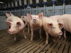 Polska wieprzowina pod podwójną presją: globalną i lokalną