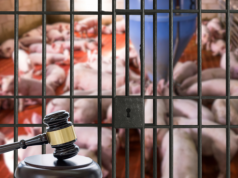 Hodowcy trzody chlewnej z Opolskiego skazani na więzienie za odór z chlewni. Szokujący wyrok!