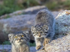 Krewniak kotka wyróżniony w stołecznym zoo. Samica jest prawdziwą gwiazdą