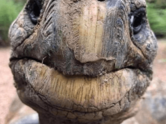 Oto Jonathan – najstarsze zwierzę lądowe na Ziemi