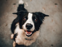 Pomoc dla właścicieli psów w trudnej sytuacji