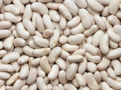 Znane od dawna, rozwiązują problemy przyszłości. Co dalej z roślinami strączkowymi?