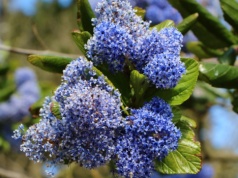 Piękniejszy nawet od hortensji. Ten krzew miesiącami zalewa ogród błękitnymi kwiatami