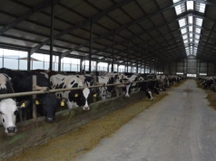 Genetyka zamiast dodatków paszowych? Nawet 7% mniejsza emisja metanu od krowy