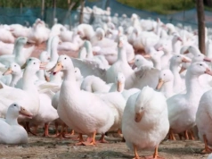 Grypa ptaków w gospodarstwach: gdzie pojawiły się nowe ogniska HPAI?