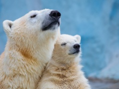 Niedźwiedzie polarne coraz grubsze. Zaskakujący wynik badań o zmianach klimatu