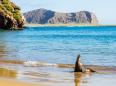 Wyjątkowa wyspa przyciąga tylko odważnych. Z dziką naturą zmierzysz się na każdym kroku