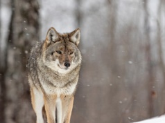 Wilki w małopolskiej gminie? Mieszkańcy proszeni o ostrożność