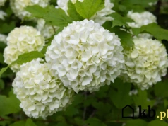 Ta roślina bije hortensję na głowę. Wygląda obłędnie i prawie nie wymaga opieki