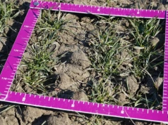 Azot na start: łatwo policzyć, trudniej trafić w moment. Profesor ostrzega rolników