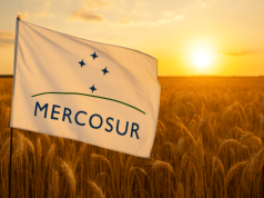 Bruksela spuszcza hamulec bezpieczeństwa. Nowe tarcze dla rolników przed Mercosurem