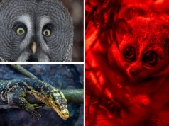 Nowi lokatorzy łódzkiego Orientarium. Maluch, łowca, waran i nocny akrobata