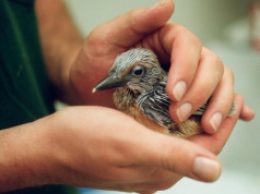 W Warszawie powstał pierwszy na świecie „ptakomat”. Ma ułatwić niesienie pomocy rannym dzikim ptakom