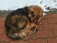 Czyżew: Spokojny czworonóg kręci się przy zakładach mięsnych. Rozpoznajesz go?