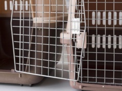 Dramat zwierząt na Rakowie. 27-latka odpowie przed sądem za znęcanie się nad kotem i świnkami morskimi