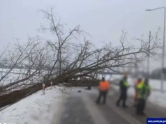 Niebezpieczny incydent w Siedliskach: Drzewo runęło na przejazd kolejowy