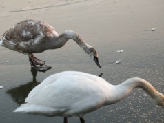 Dziesiątki martwych łabędzi w jednym regionie. Co się dzieje?