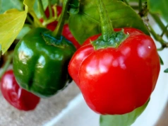 Jeśli nie posiejesz teraz, papryka nie zdąży owocować. Sprawdź termin