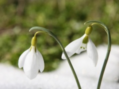 Przedwiośnie. Co teraz kwitnie i dlaczego przyroda wariuje?