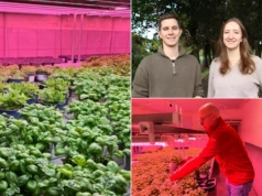 500 świń zniknęło. W chlewni uprawiają dziś bazylię