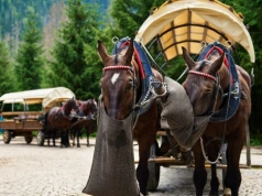 Awantura o konie na trasie do Morskiego Oka. Górale zgłaszają obawy. „Czeka nas bezrobocie”