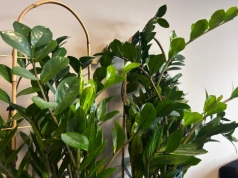 Zrobiłam to w lutym. Zamiokulkas „obudził się” po zimie i zaczął rosnąć jak szalony