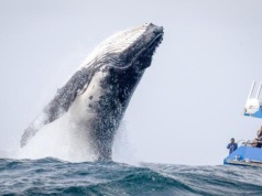 Sesja gigantów: KGHM w polecanym sektorze przez Bank of America, Orlen większy niż Adidas czy Maersk