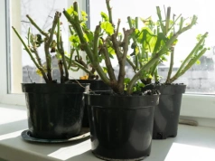 Masz na to tylko kilka dni. Połowa lutego przesądza o kwitnieniu pelargonii