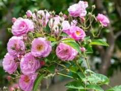 Przycinanie róż w lutym to klucz do morza kwiatów. Jeden błąd zmieni krzew w splątany gąszcz