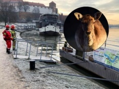 Sarna utknęła na Wiśle. Krakowscy strażacy ruszyli na pomoc