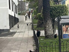 Kogucie pieje nie dają spać mieszkańcom Icod de los Vinos