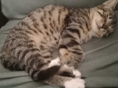 Dzień Kota w schronisku