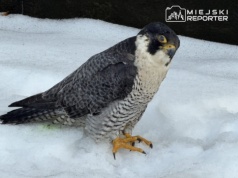 Nie żyje 13-letnia sokolica Giga z Pałacu Kultury i Nauki